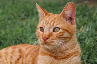 Mi áll a macskák fű evésének hátterében?