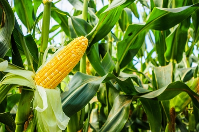 Hogyan védekezz a kukorica baktériumos megbetegedései ellen