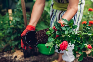 Tippek a cserepes növények kertbe ültetéséhez egy kertésztől