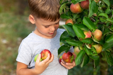 Kövesd ezeket a tippeket, hogy a kertedben minden gyümölcsfa bőségesen teremjen