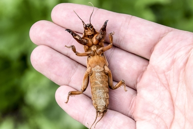 Ez a krumpli legnagyobb ellensége, így védekezz a lótücsök ellen!