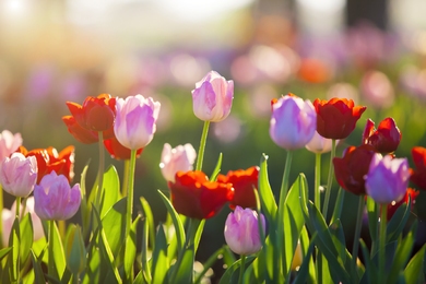 Találd meg a tökéletes tulipánt a kertedbe – 6 elbűvölő választás