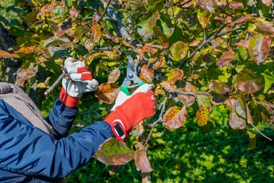 Gyümölcsfa metszése aszály után: így alkalmazkodjunk a metszés során