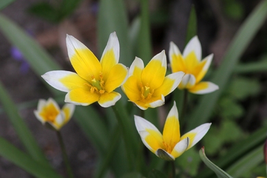 Botanikai tulipán vagy törpe tulipán? Ismerd meg ezeket a vad fajtákat