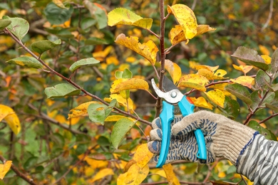 Agrárszakértő tanácsai a gyümölcsfa őszi metszéséhez – így vágj bele