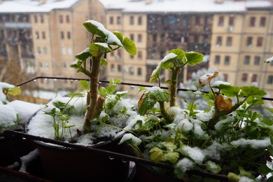 Balkon növények teleltetése: tippek a sikeres téli gondozáshoz