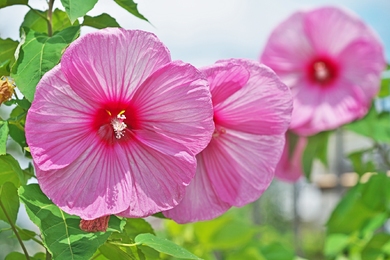 Hibiszkusz teleltetése: ezek a leggyakoribb hibák, amiket kerülj el