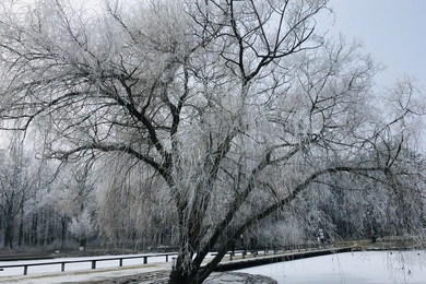 5 lenyűgöző arborétum télen Magyarországon