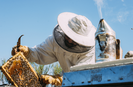 Te tudtad miért használnak füstölőt a méhészek? - A méhek füstölése