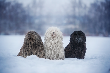 A puli kutya bemutatása