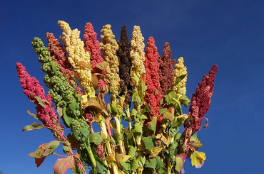 quinoa termesztés