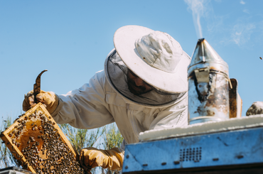 Te tudtad miért használnak füstölőt a méhészek? - A méhek füstölése