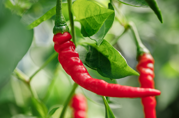 cayenne paprika