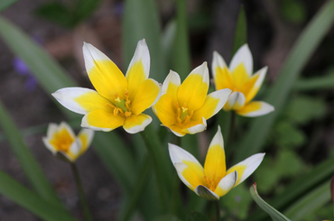 ellenálló botanikai tulipán