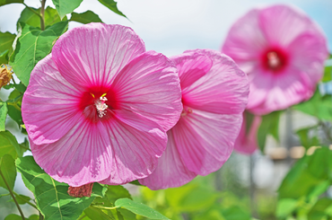 Hibiszkusz téliesítése