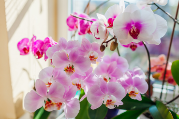  leggyakoribb orchidea betegségek