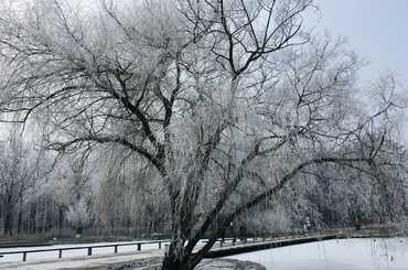 arborétumok télen