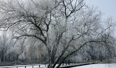 arborétumok télen