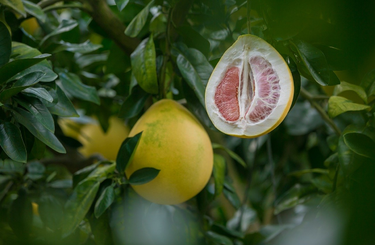 A pomelo bemutatása