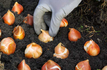 Tulipán hagymái virágzás után