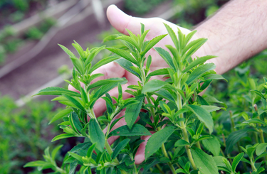 Hasznos tudnivalók a stevia neveléséről