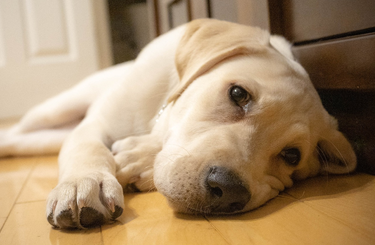 Labrador retriever