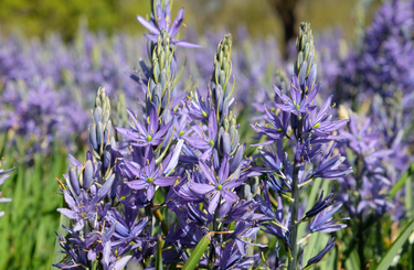 camassia