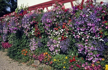 Cserepes lobelia kiültetése