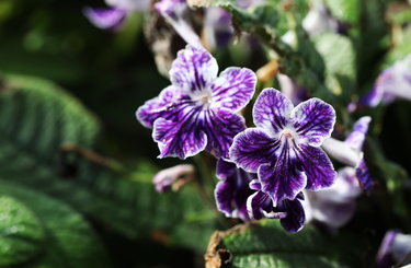 Streptocarpus