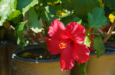 Hibiszkusz szaporítása dugványozással 