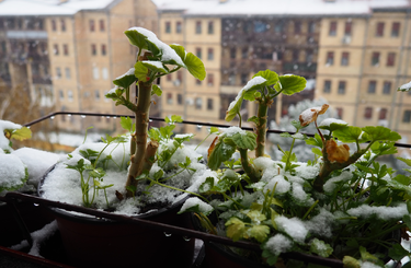 Balkon növények teleltetése