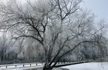 arborétumok télen