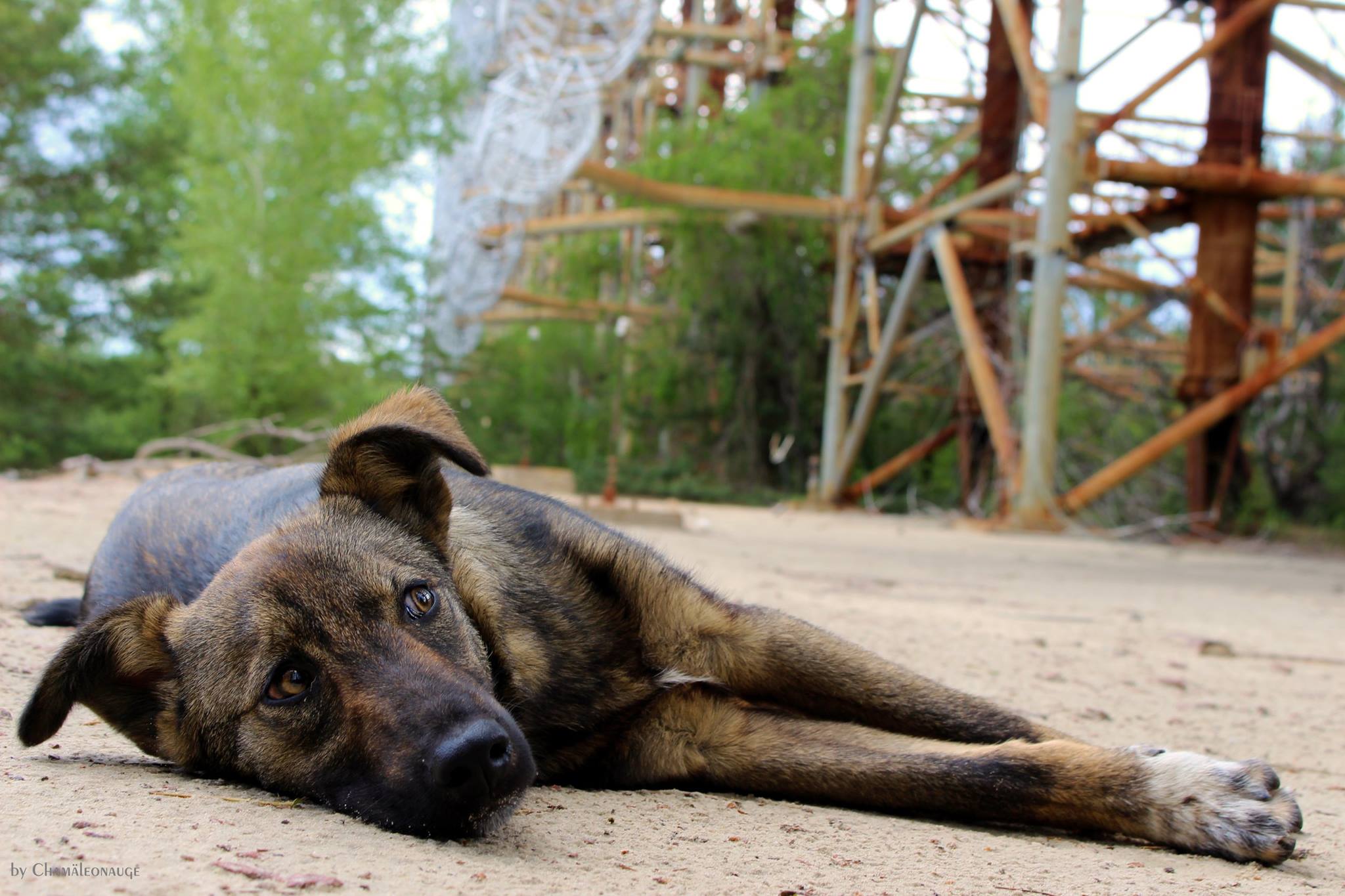 Чернобыль зона отчуждения зона собака